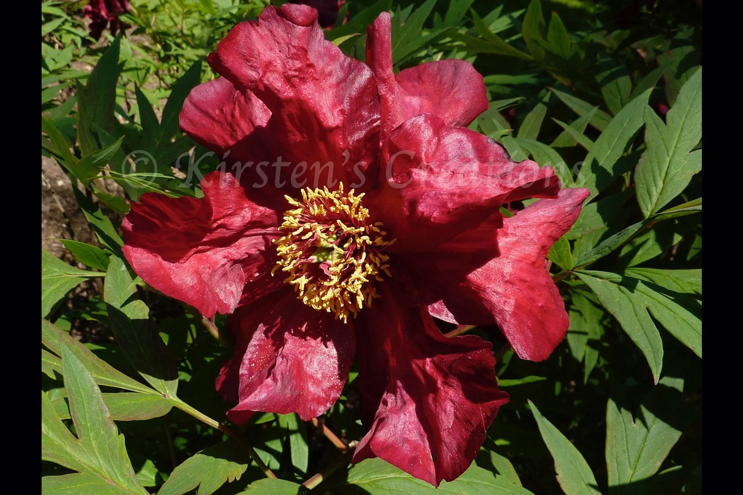 Red Peony