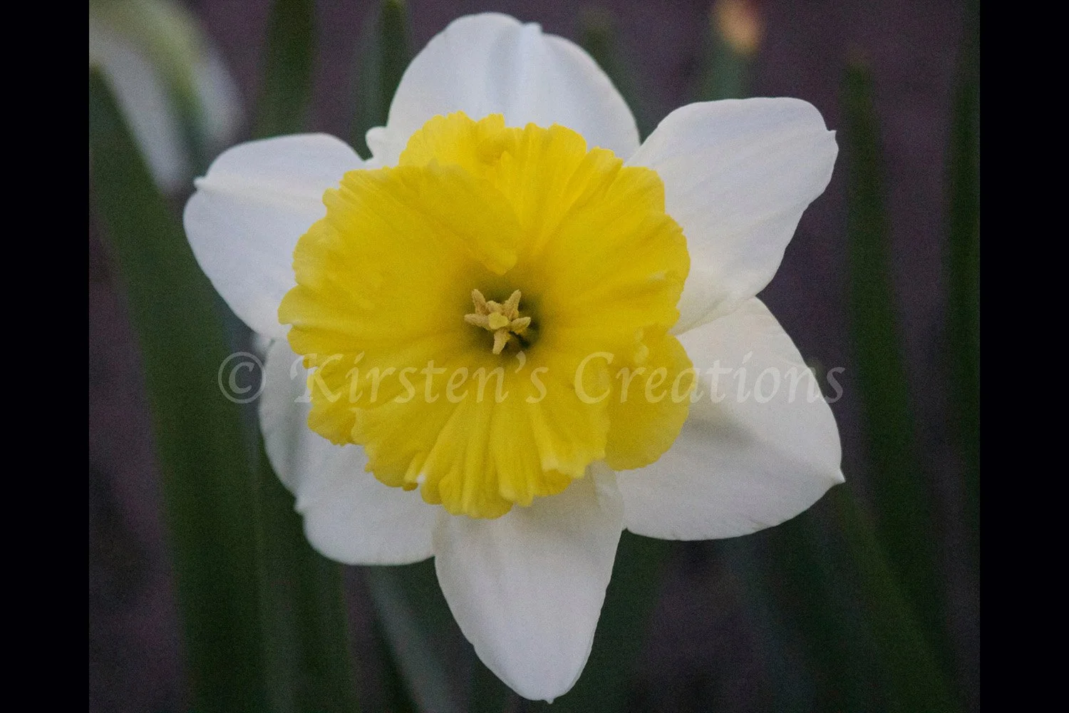 daffodil-2x3.jpg