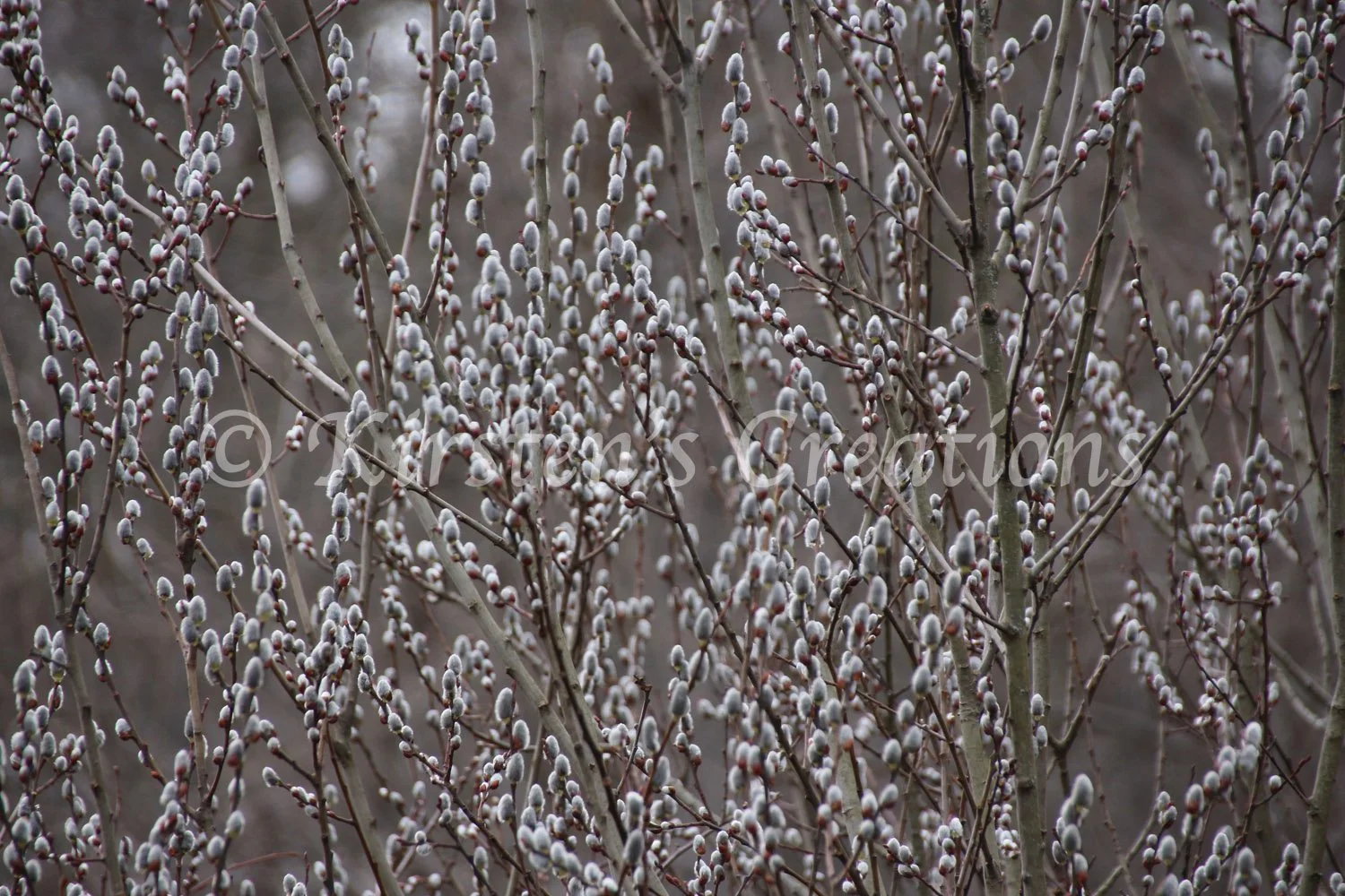signs-of-spring -pussy-willow.jpg