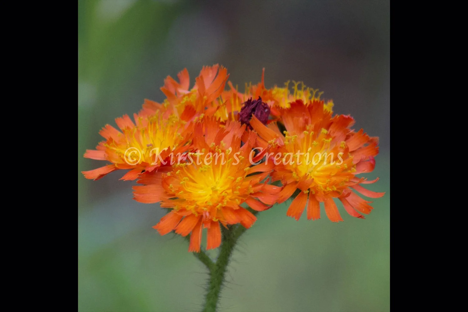 orange-hawkweed-upright-2x3.jpg