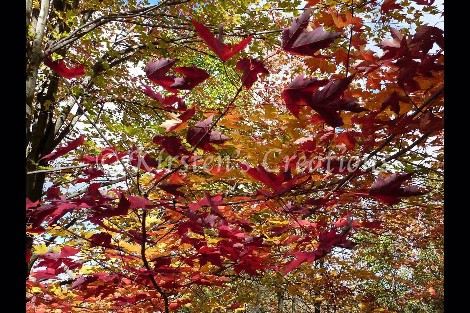 Changing Leaves