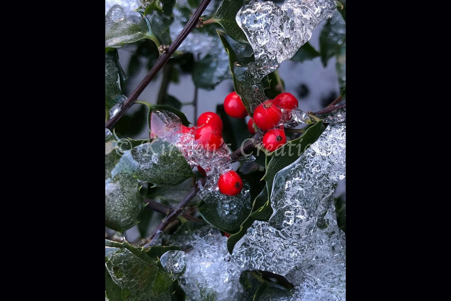 iced-holly-2x3.jpg