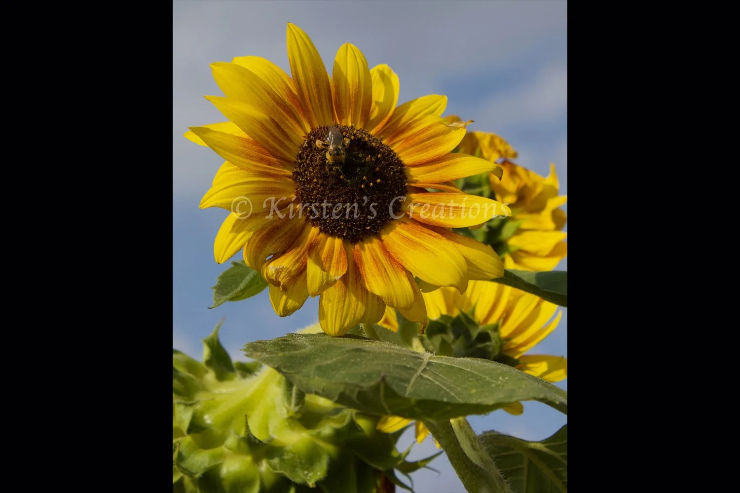 sunflower-and-bee-2x3.jpg