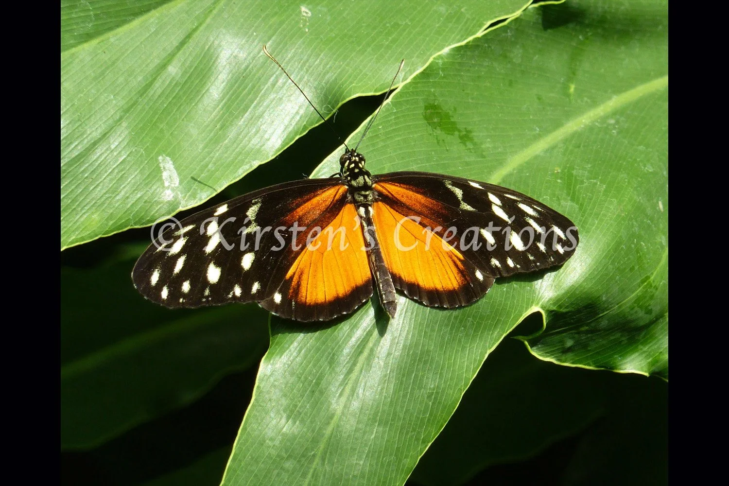 tiger-longwing-leaf-2x3.jpg