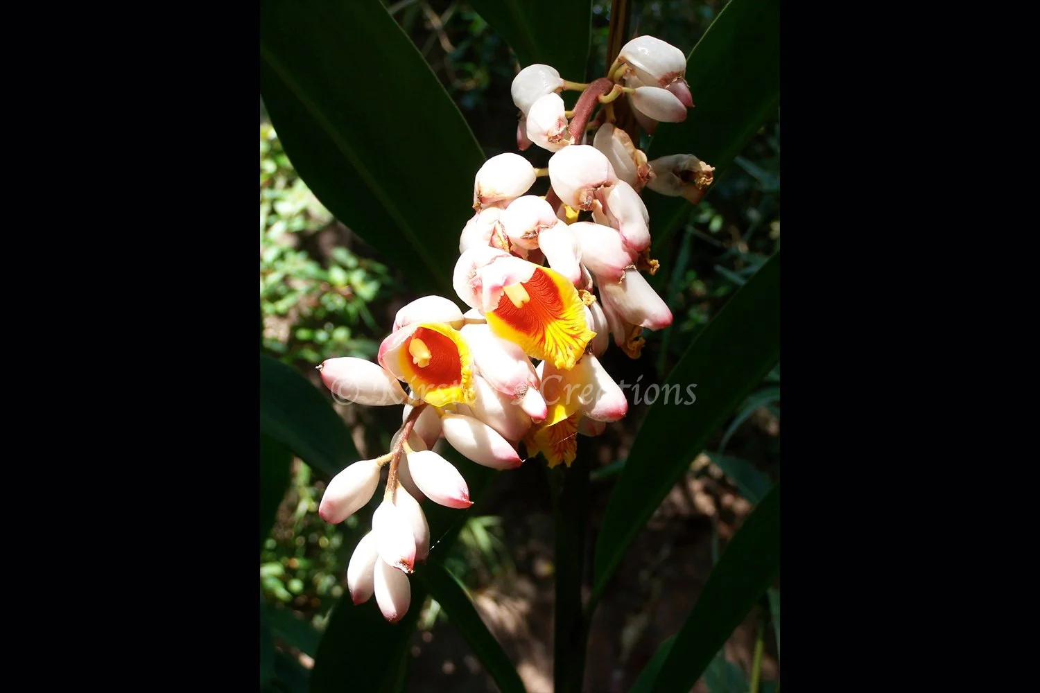 orchid-opening-2x3.jpg