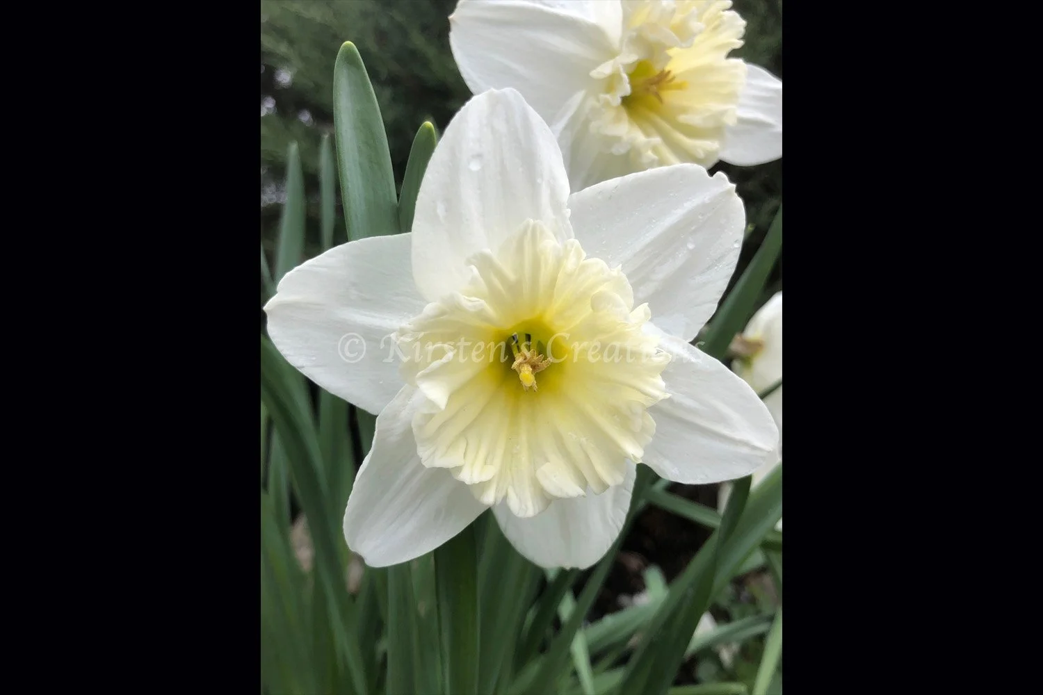 white-daffodil-2-2x3.jpg