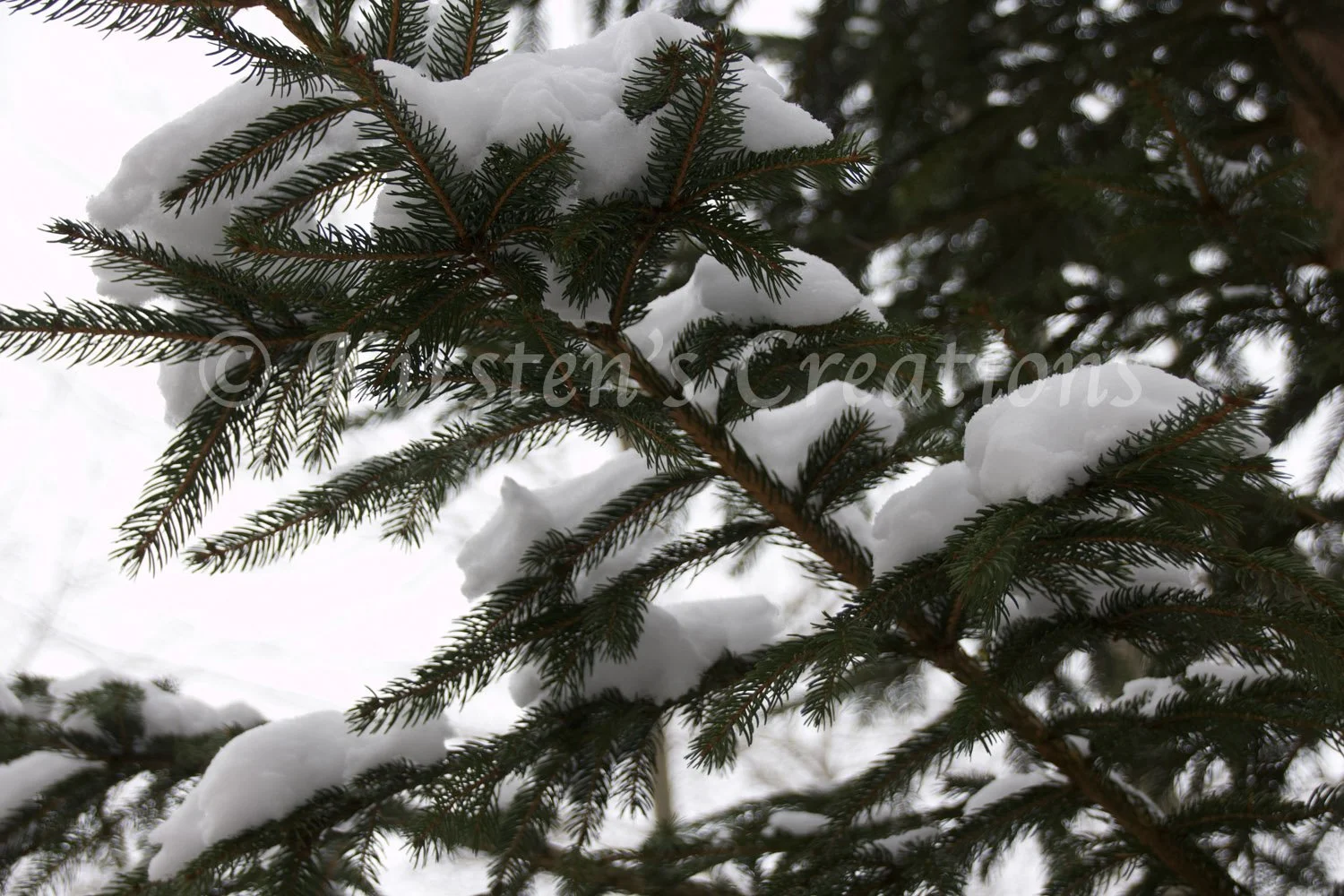 Pine In Snow Beauty