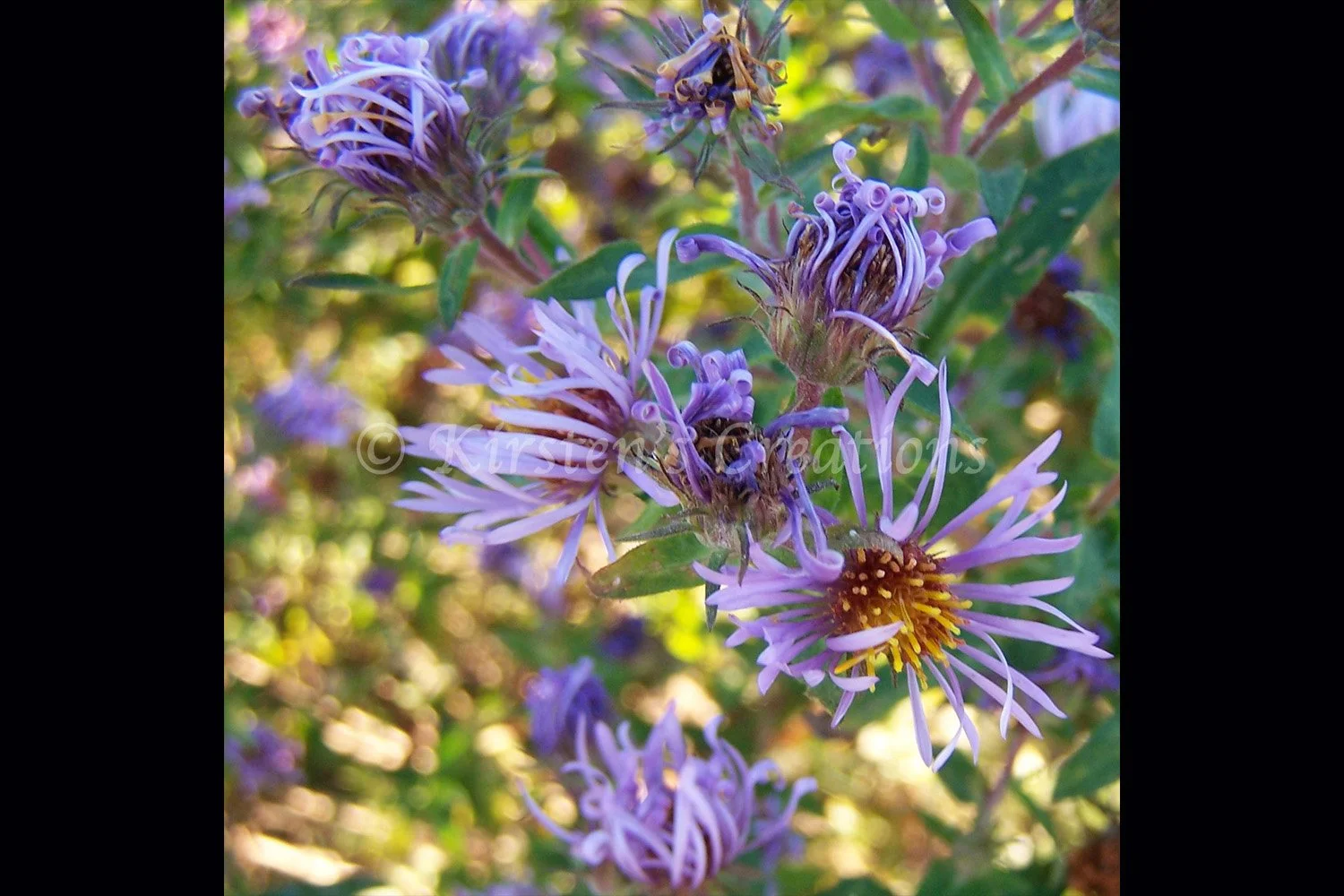 prairie-aster-2x3.jpg