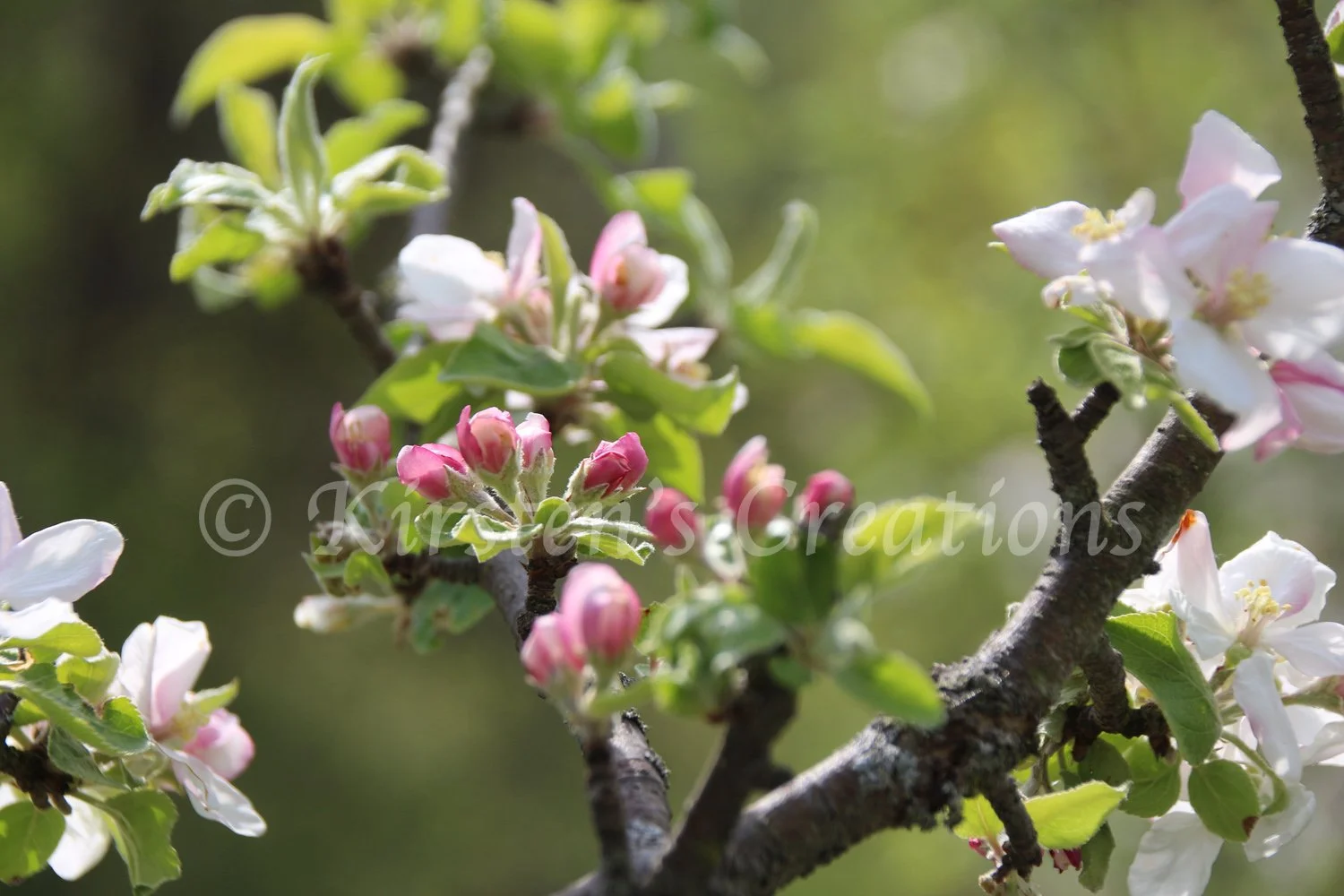Apple Buds & Blossoms