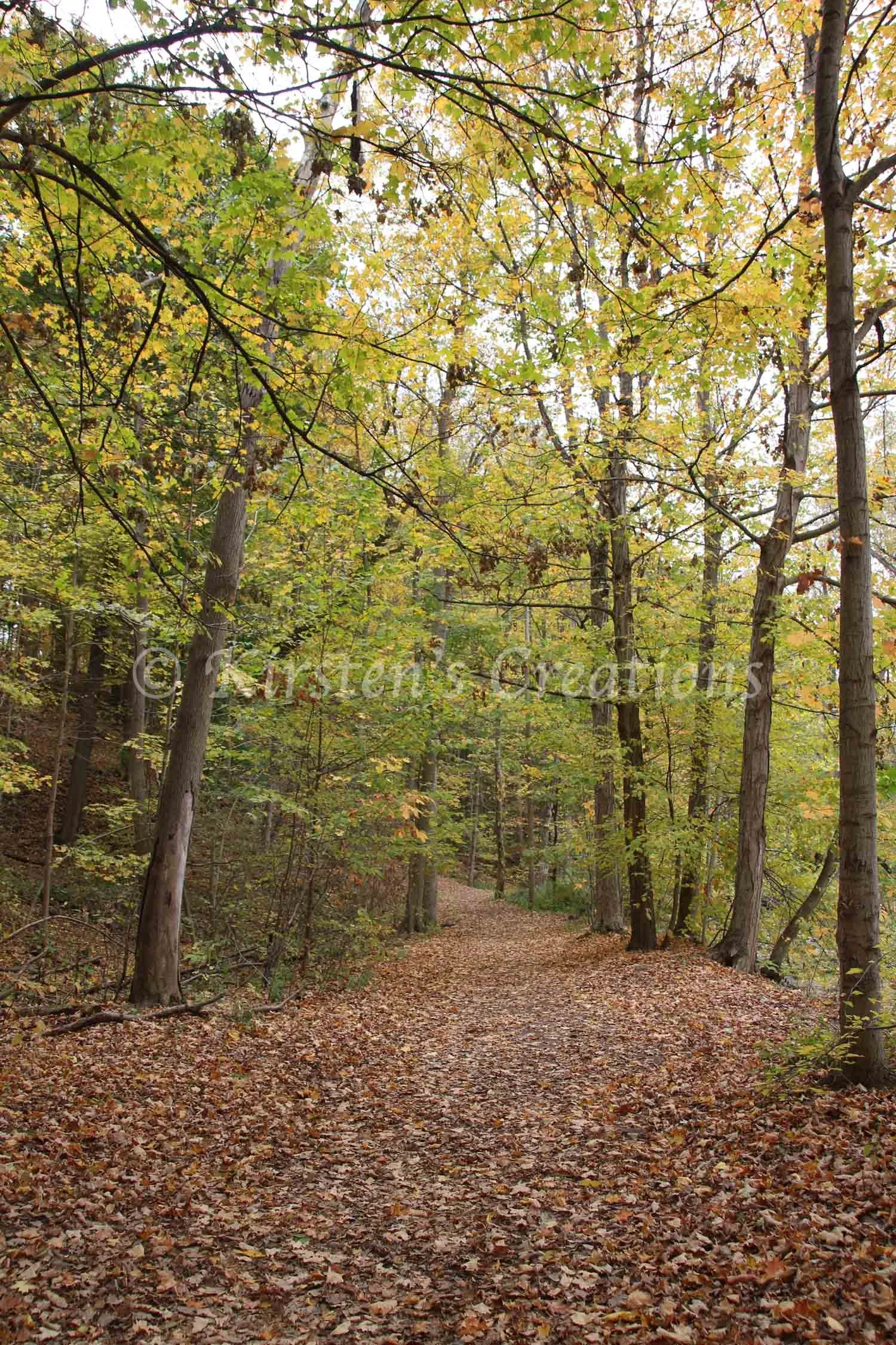 Leaf Covered Walk