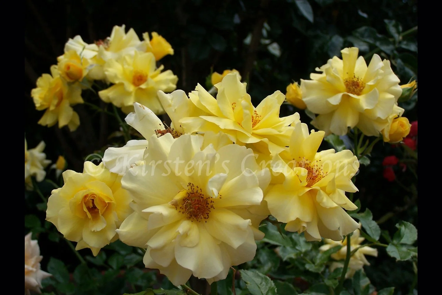 Yellow Roses