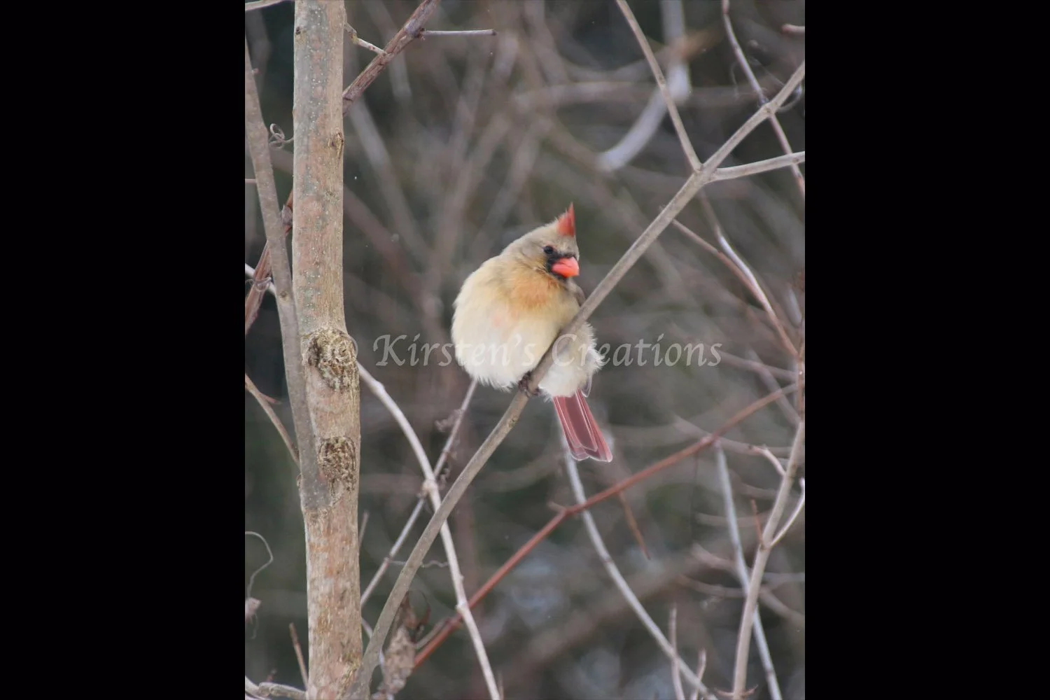 cardinal-female-listening-2x3.jpg