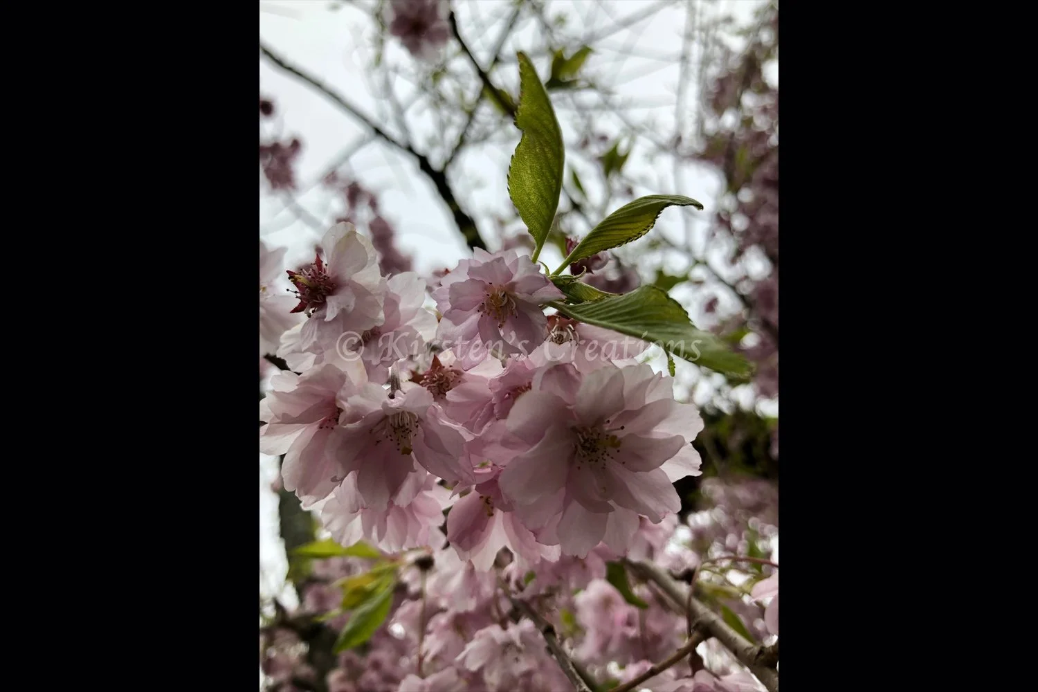 cherry-blossom-closeup-2x3.jpg