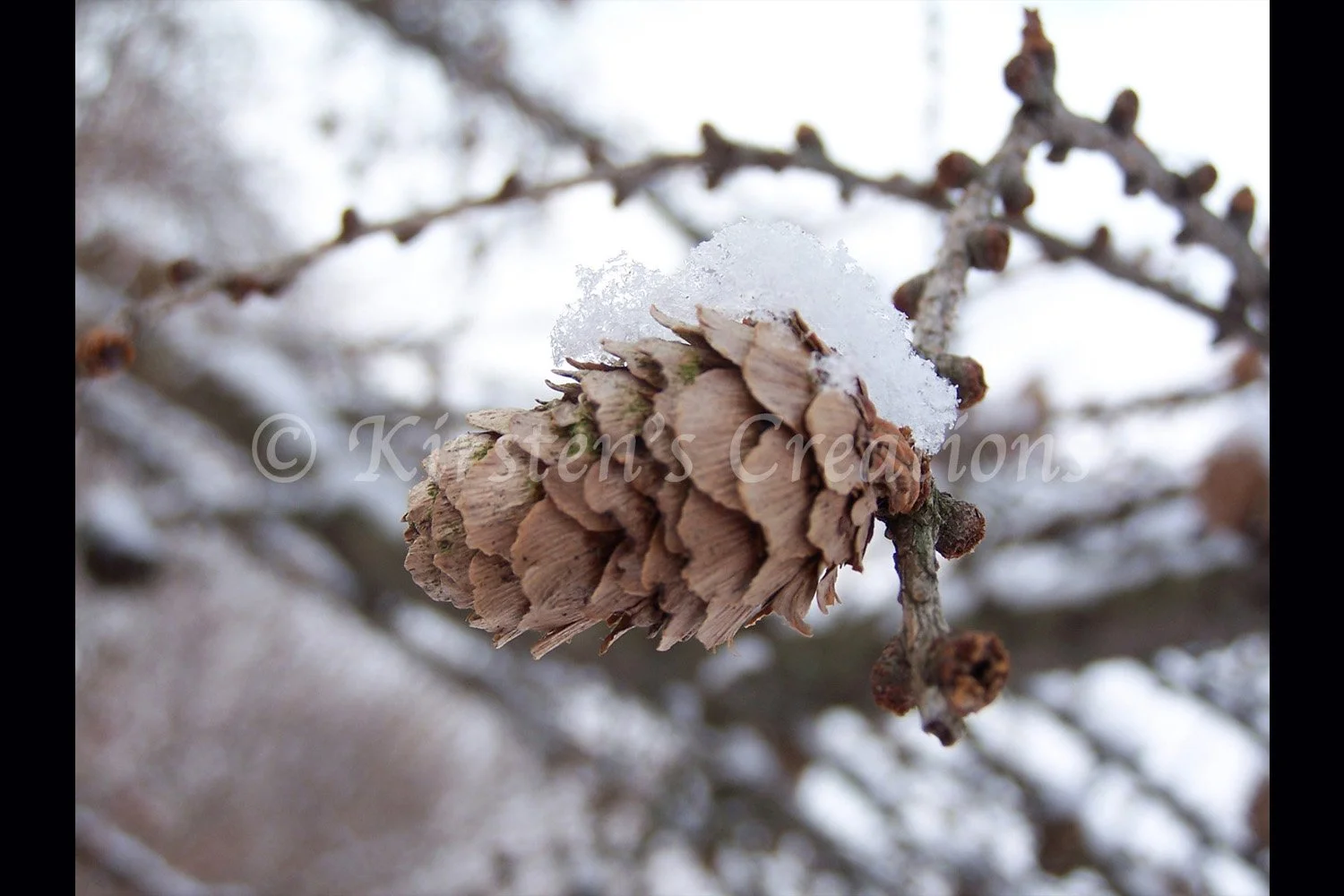pinecone-in-snow-2x3.jpg