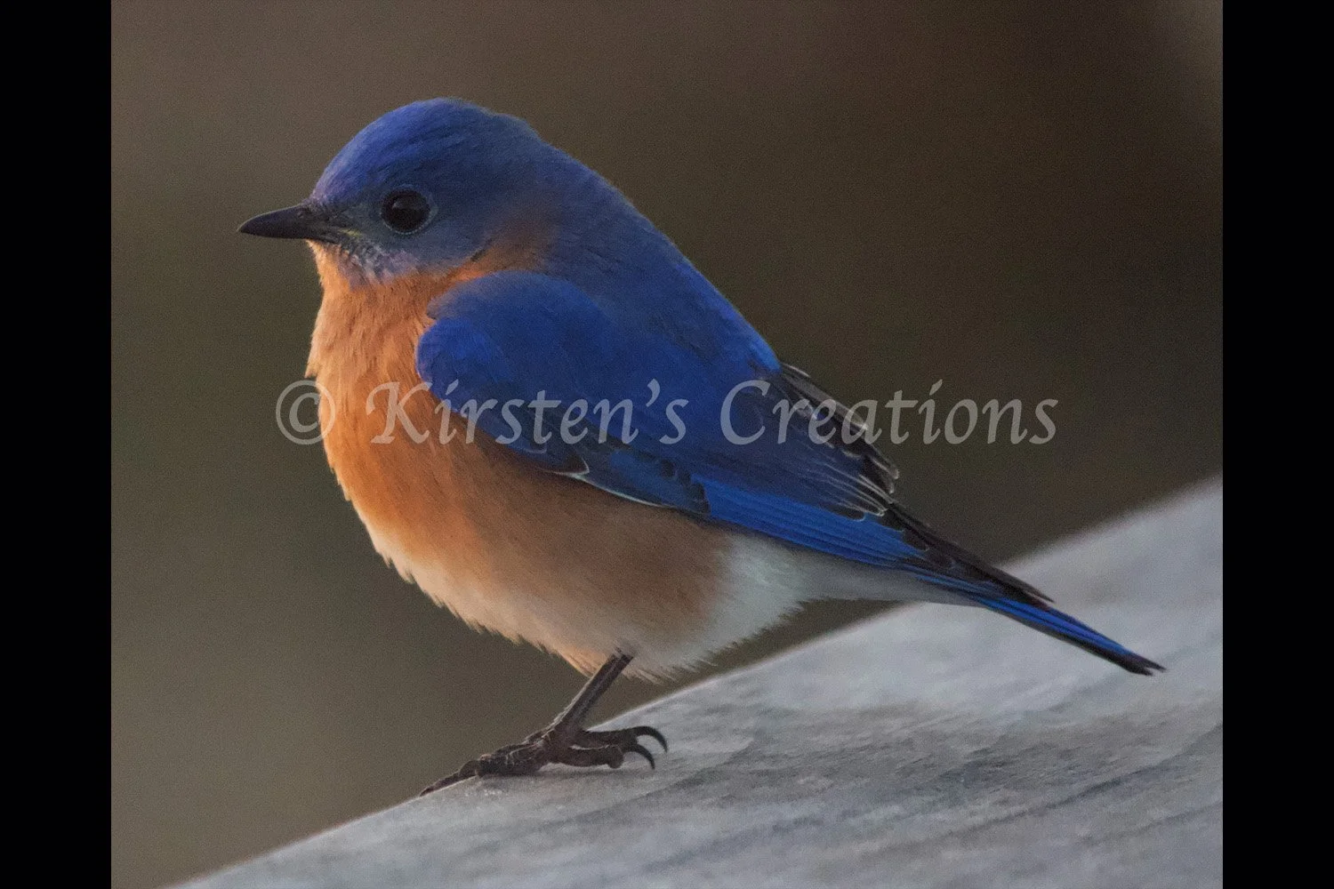 bluebird-2x3.jpg