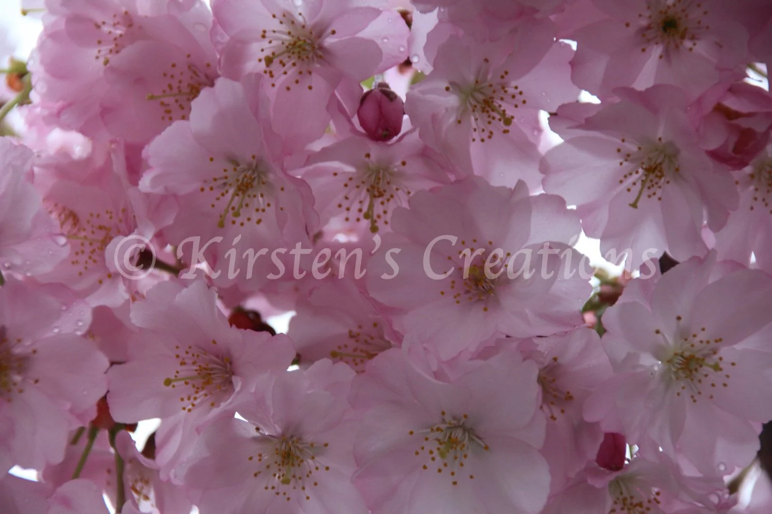 Pink Cherry Blossom with buds.jpg