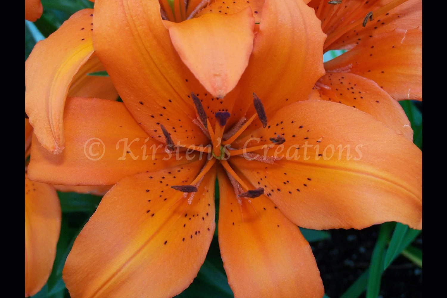 Orange Lily