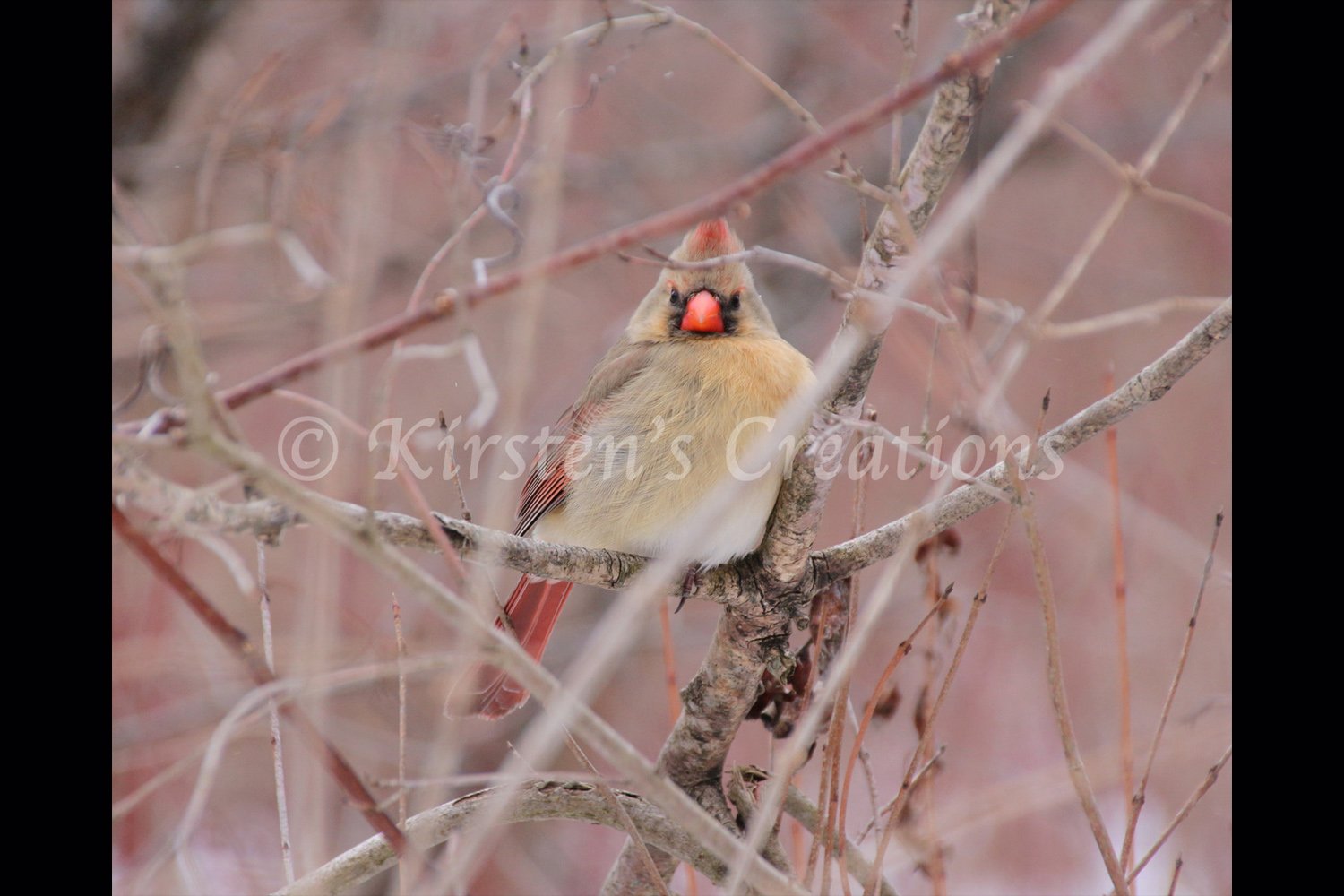 female-cardinal-facing-2x3.jpg