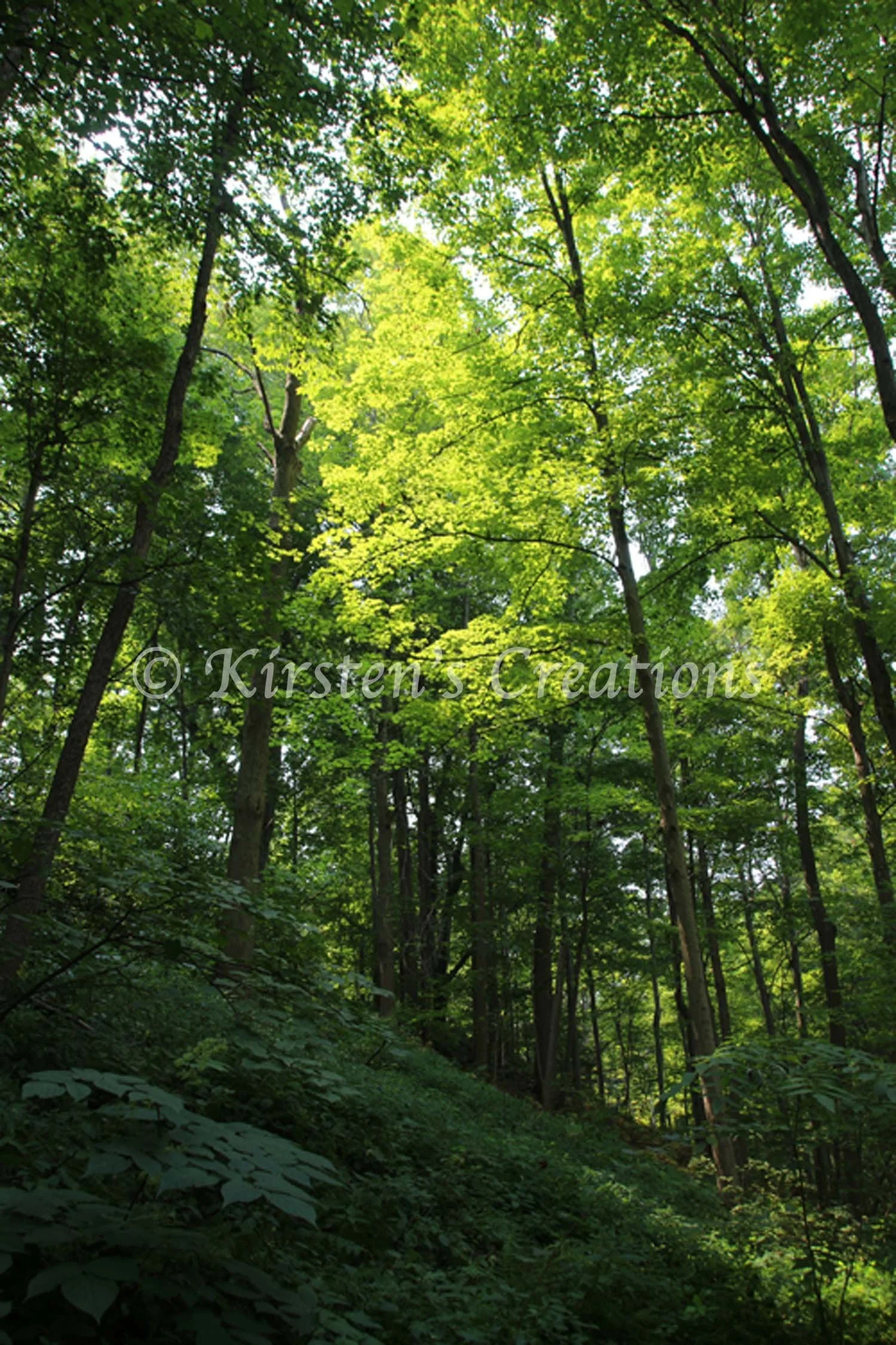 sun-on-the-treetops.jpg