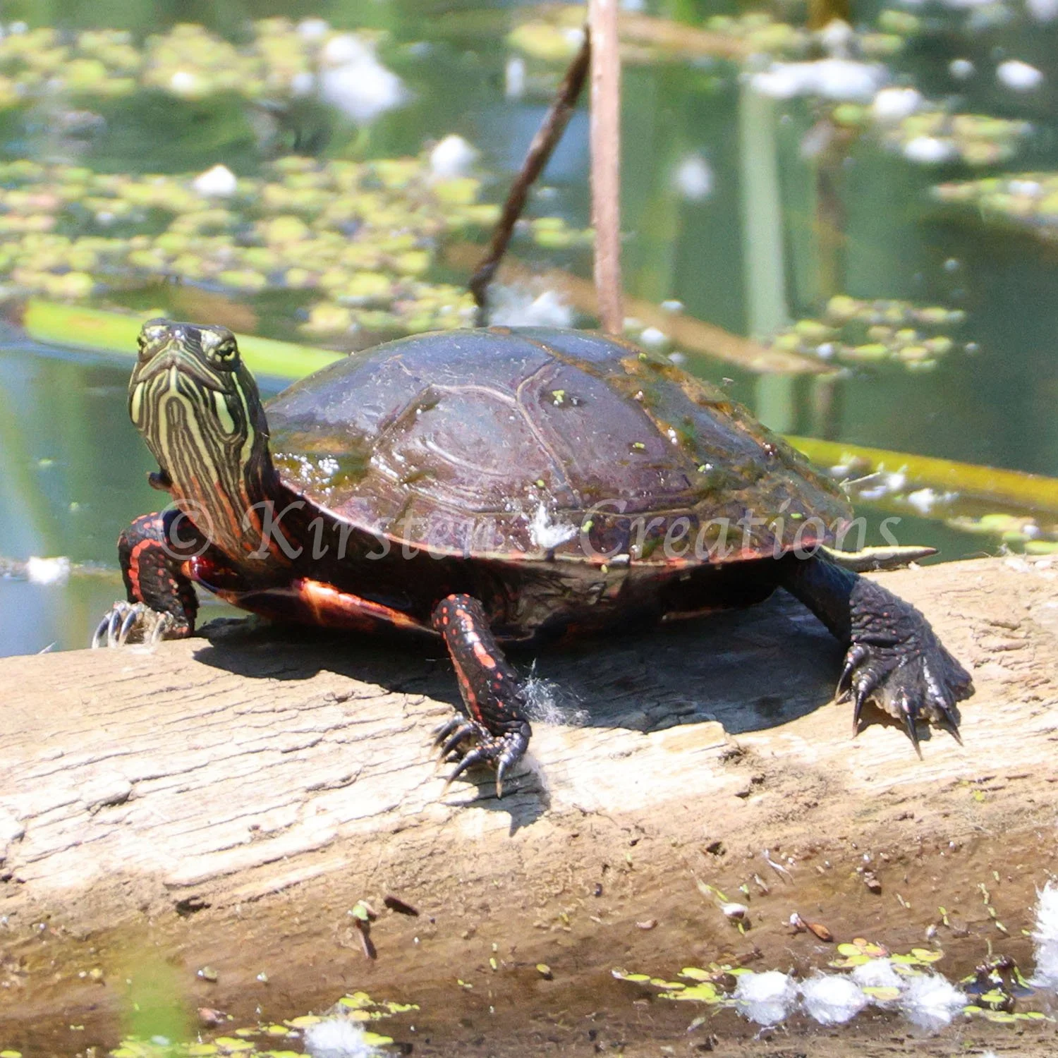 turtle-time.jpg