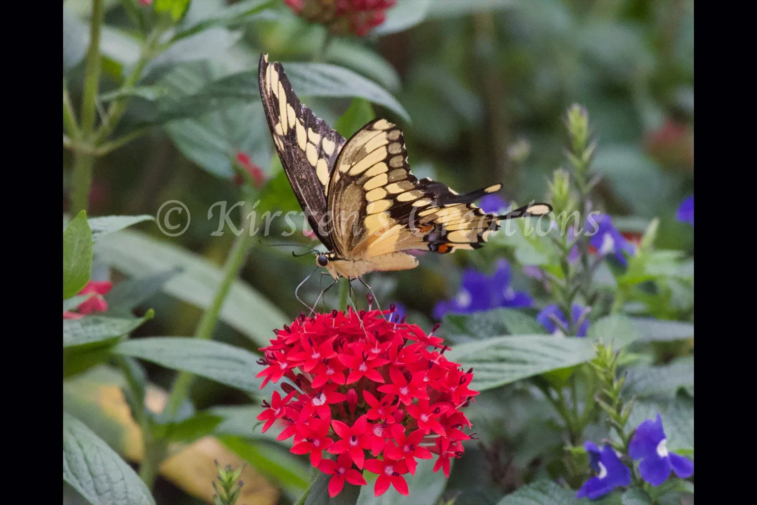 western-giant-swallowtail-2x3.jpg