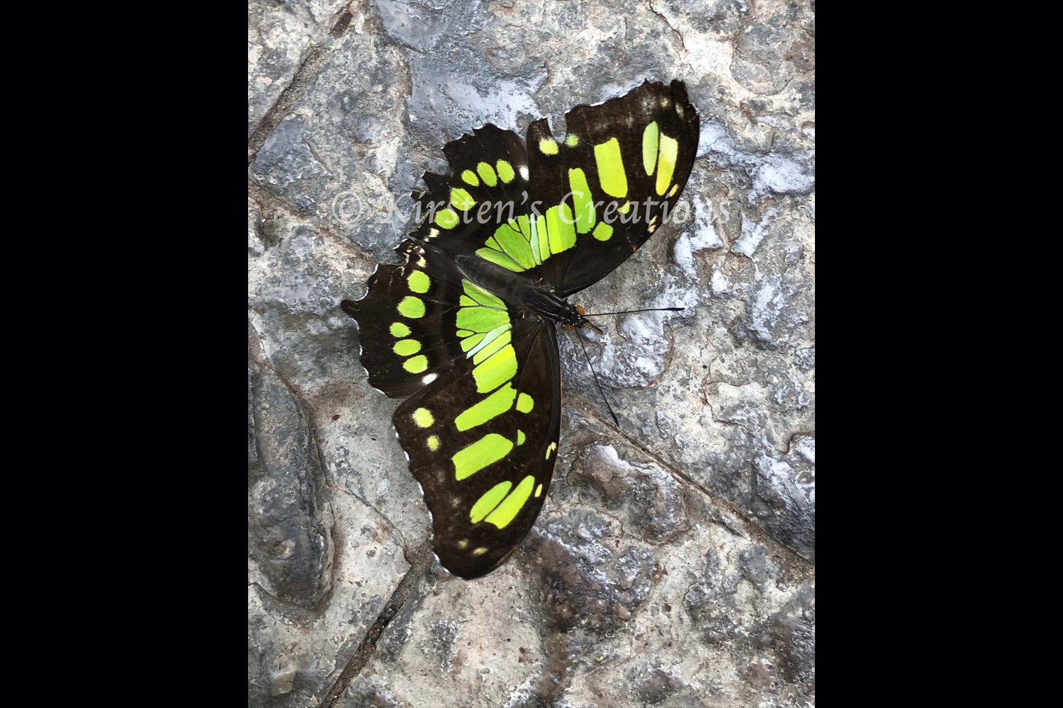 malachite-butterfly-2x3.jpg