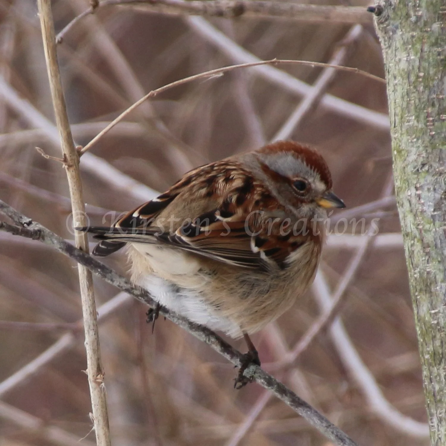 american-tree-sparrow-square.jpg