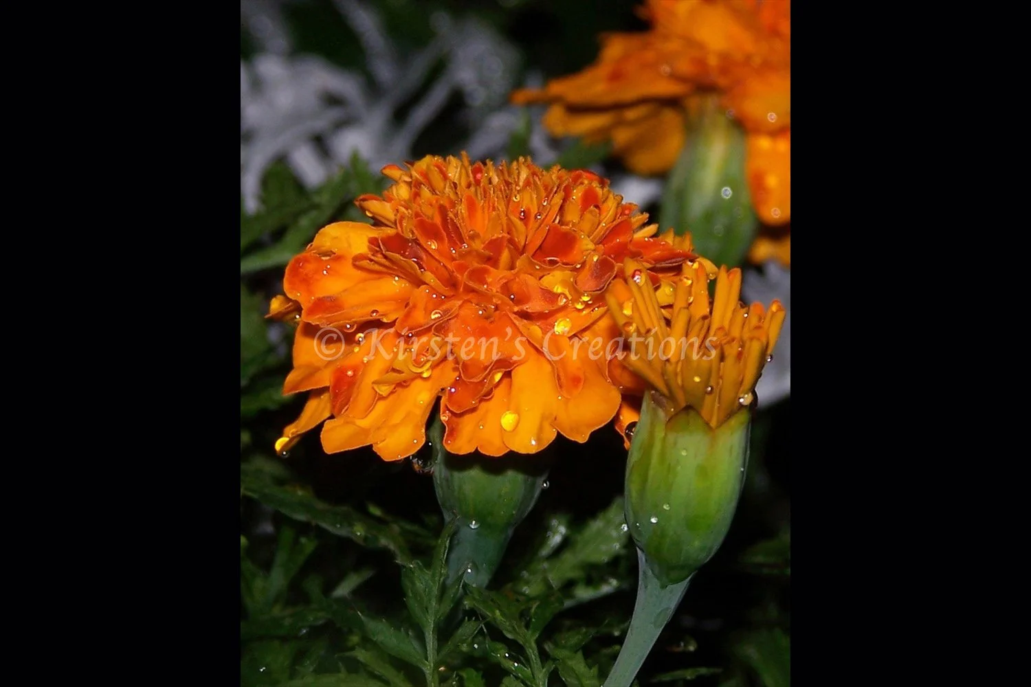 marigold-in-rain-2x3.jpg