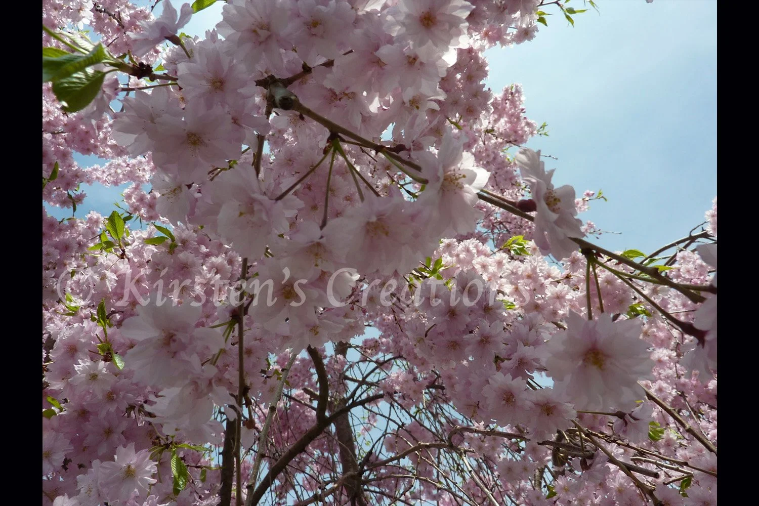 Cherry Blossoms Closeup