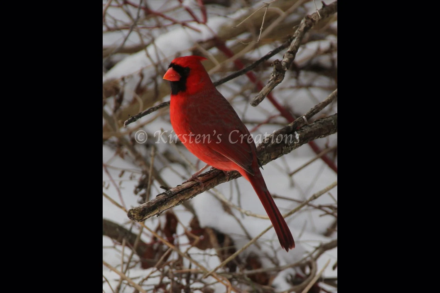Majestic Cardinal