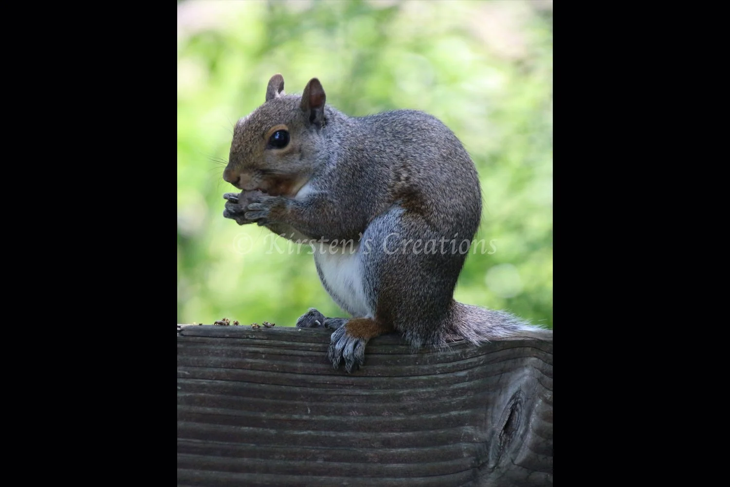 squirrel-on-bench-eating-2x3.jpg