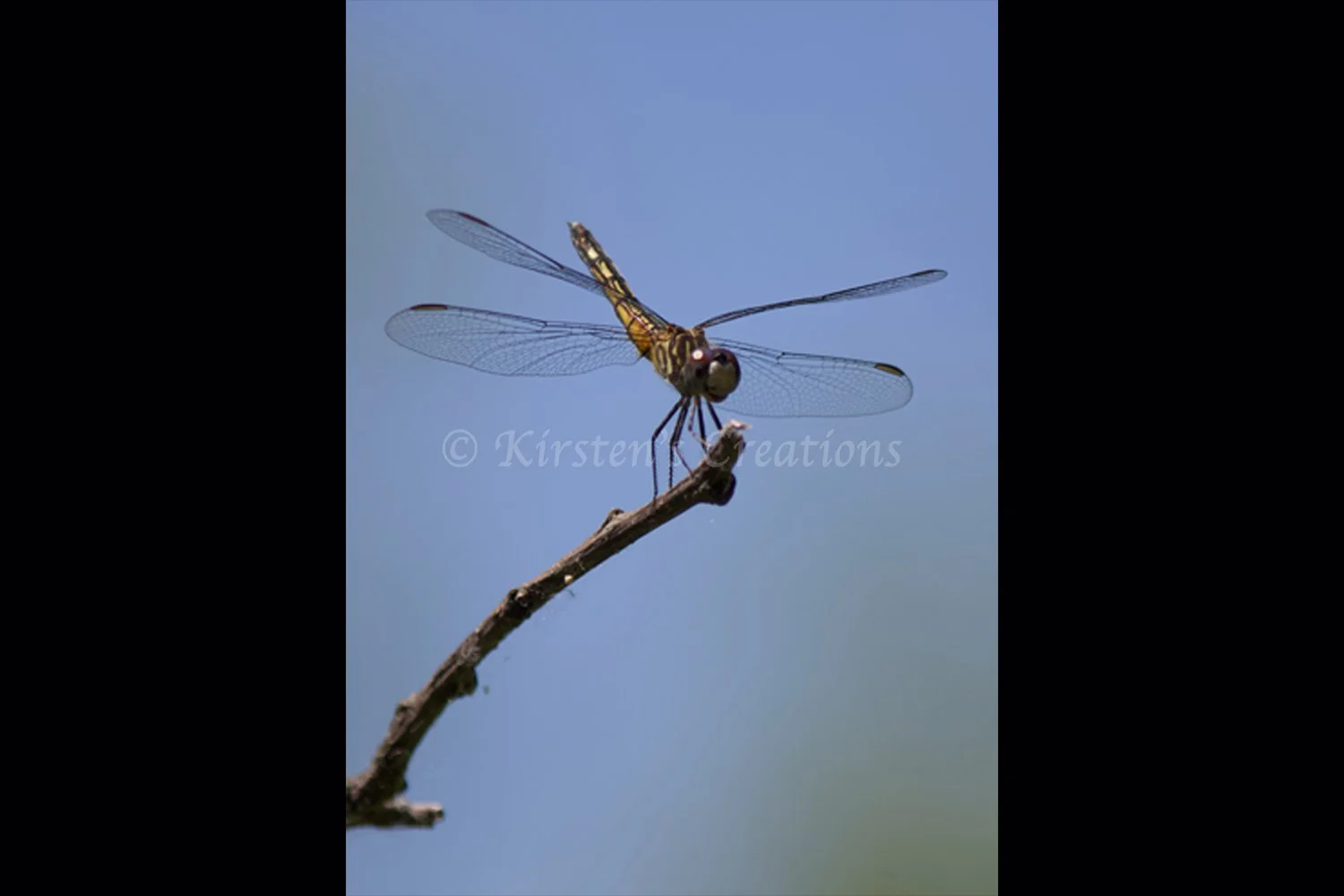 blue-dasher-dragonfly-female-2x3.jpg