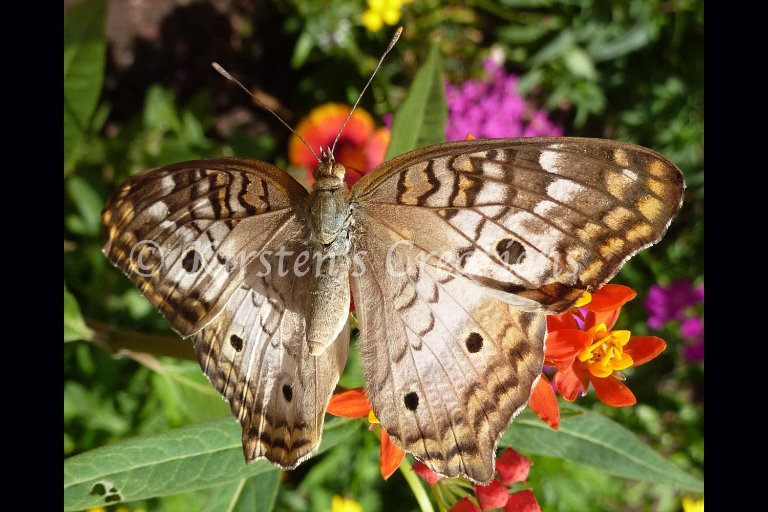 white-peacock-in-the-garden-2x3.jpg