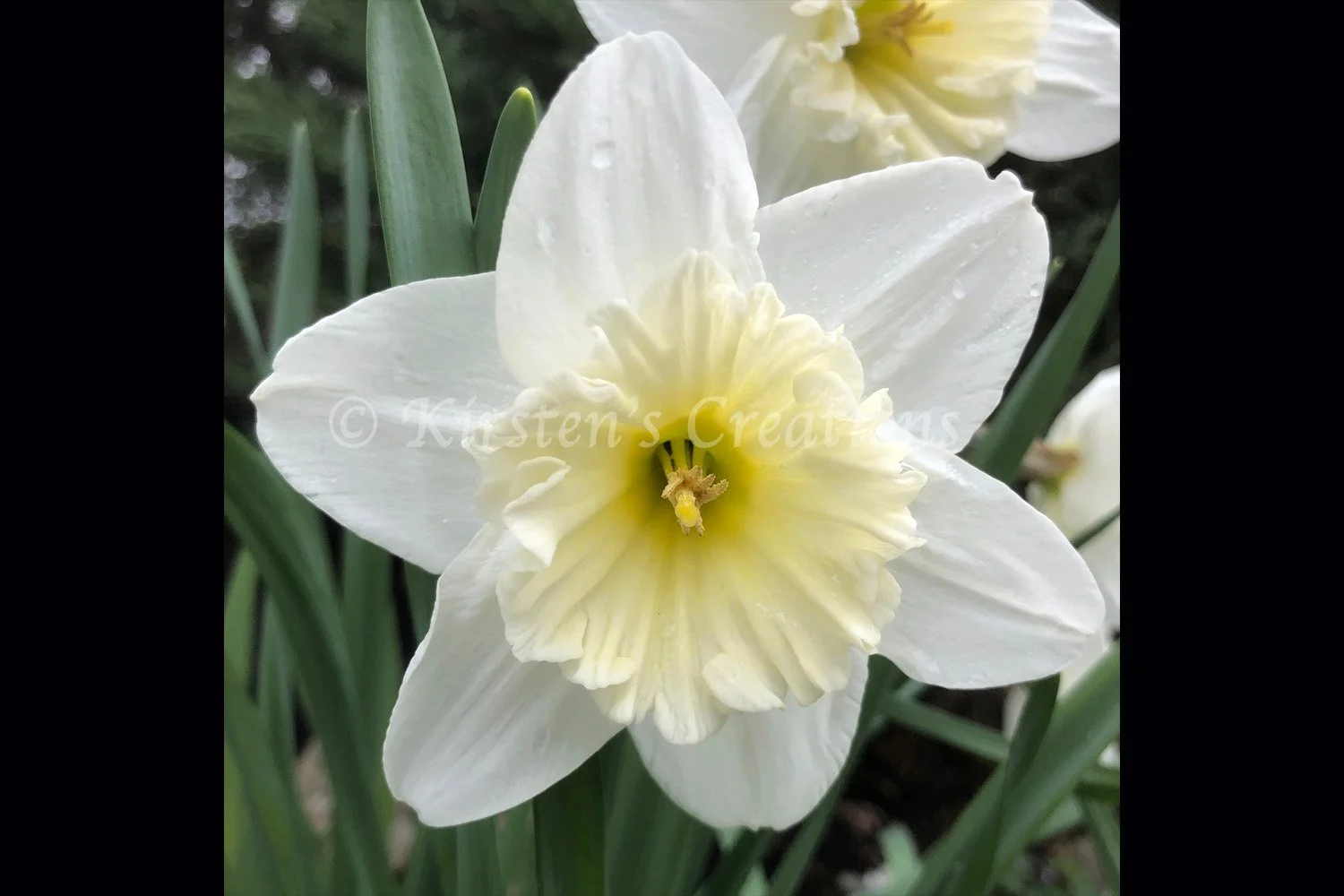 white-daffodil-2x3.jpg