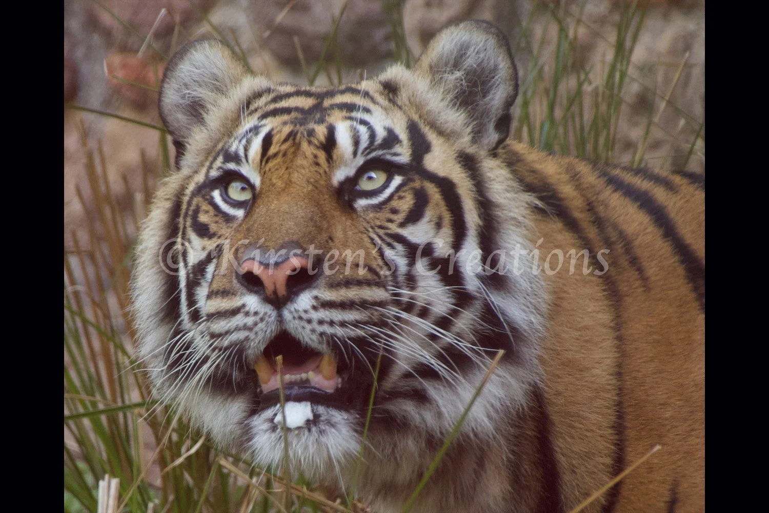 sumatran-tiger-2x3.jpg