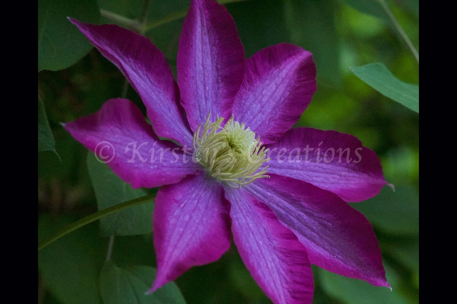 perfect-clematis-2x3.jpg