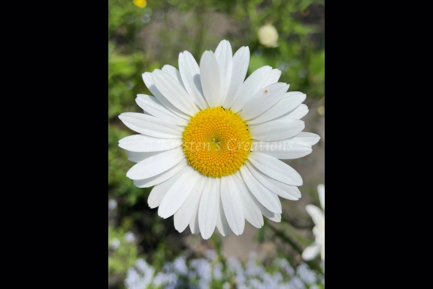 perfect-daisy-2x3.jpg