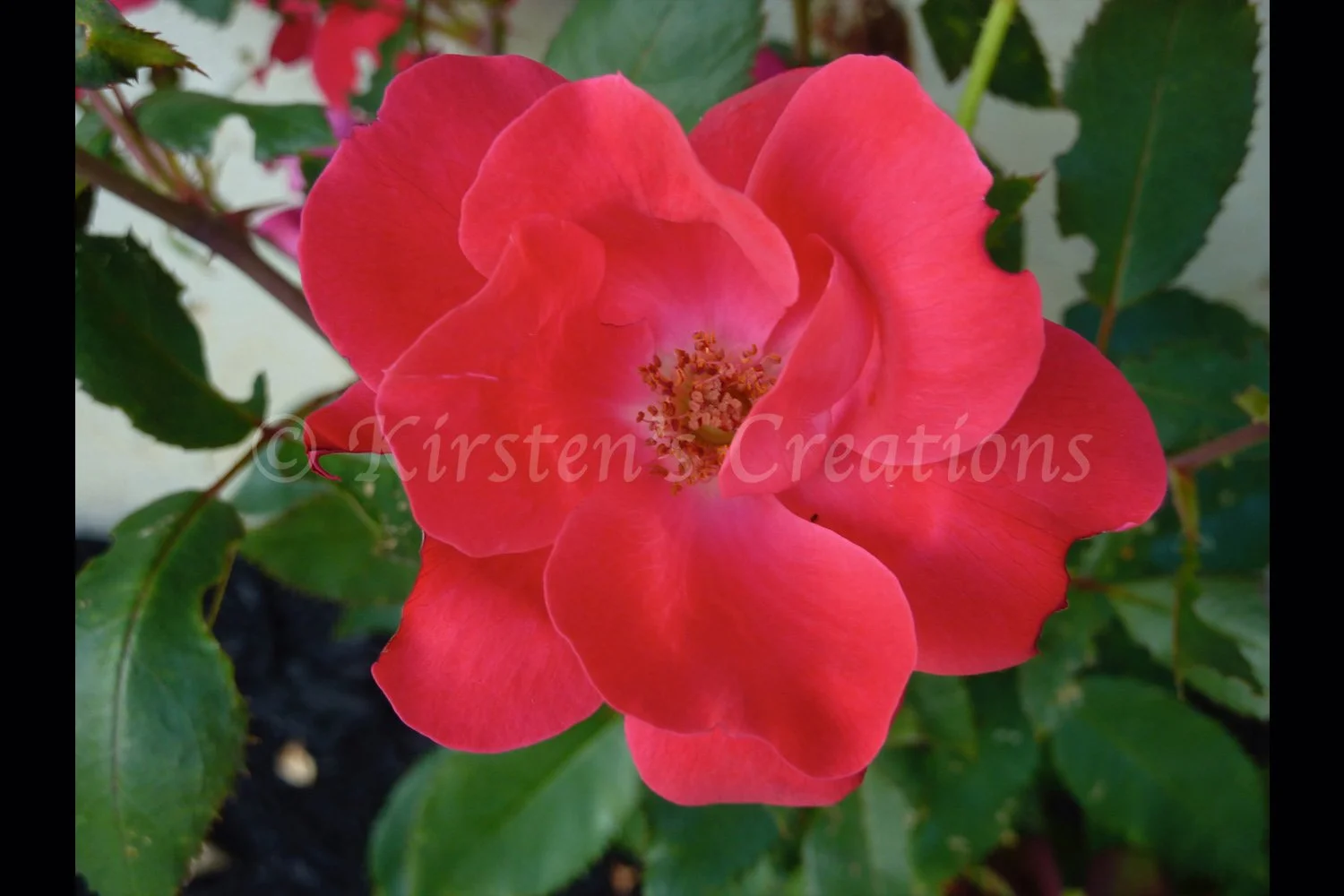 Rose