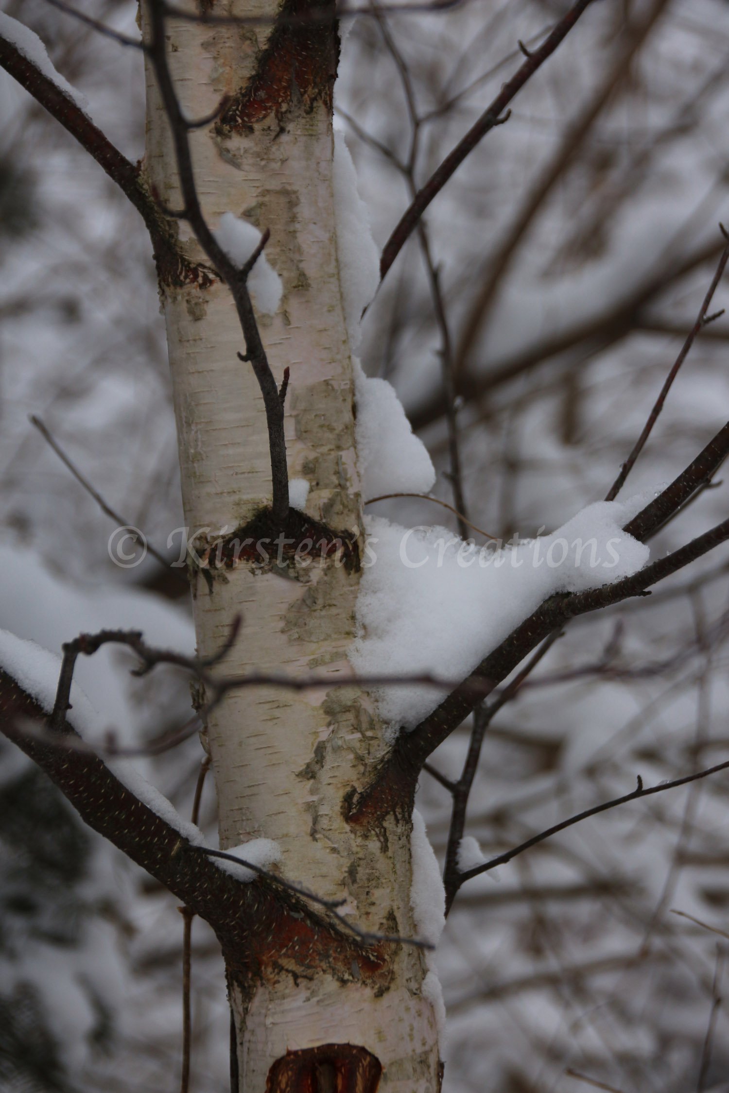 Birch Beauty