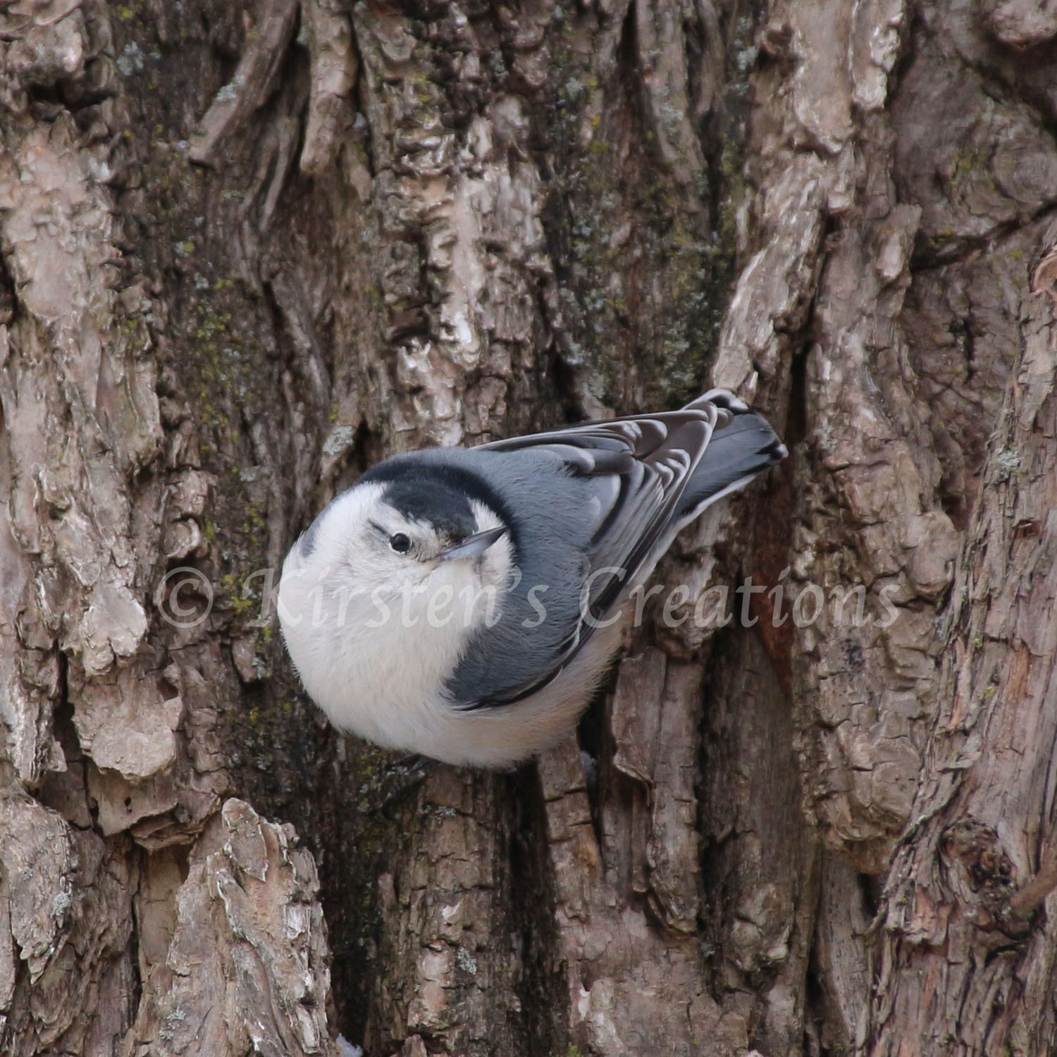 White-breasted Nuthatch