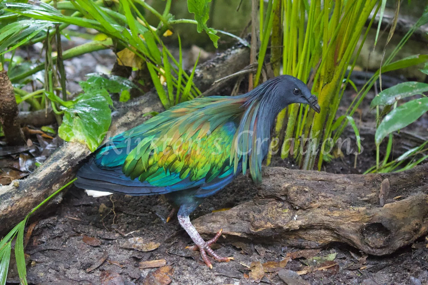 Nicobar Pigeon