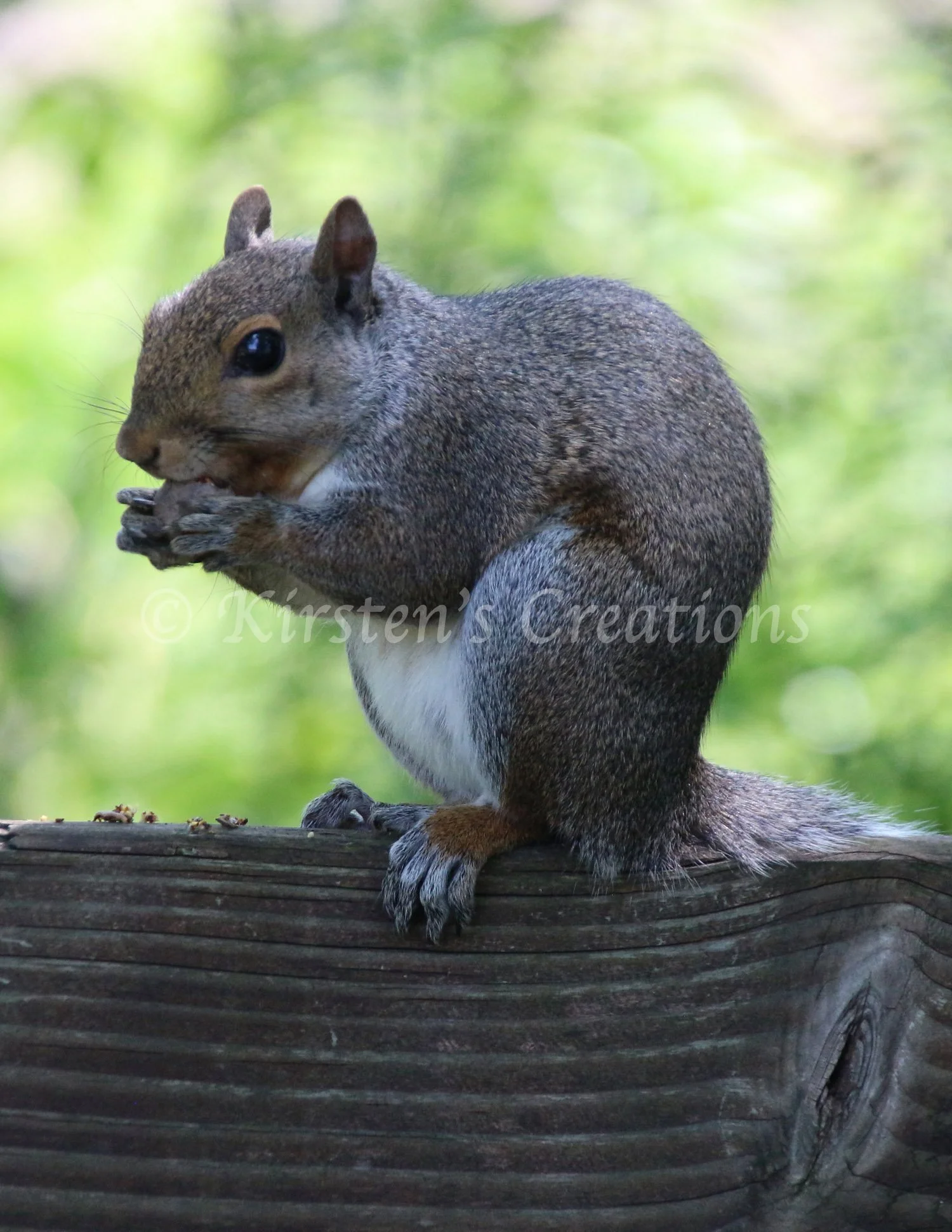 squirrel-bench-eating.jpg