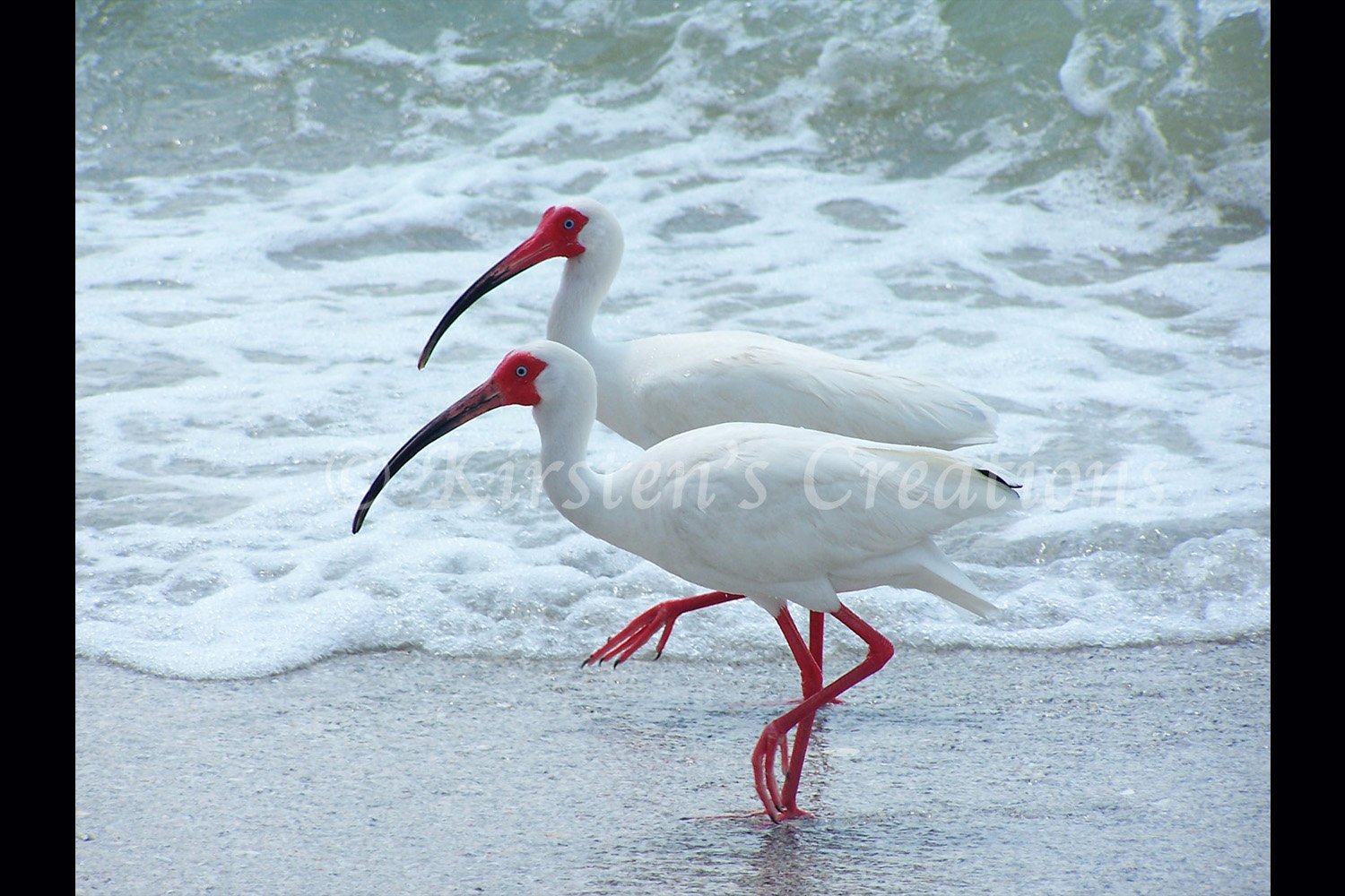 White Ibis Walking