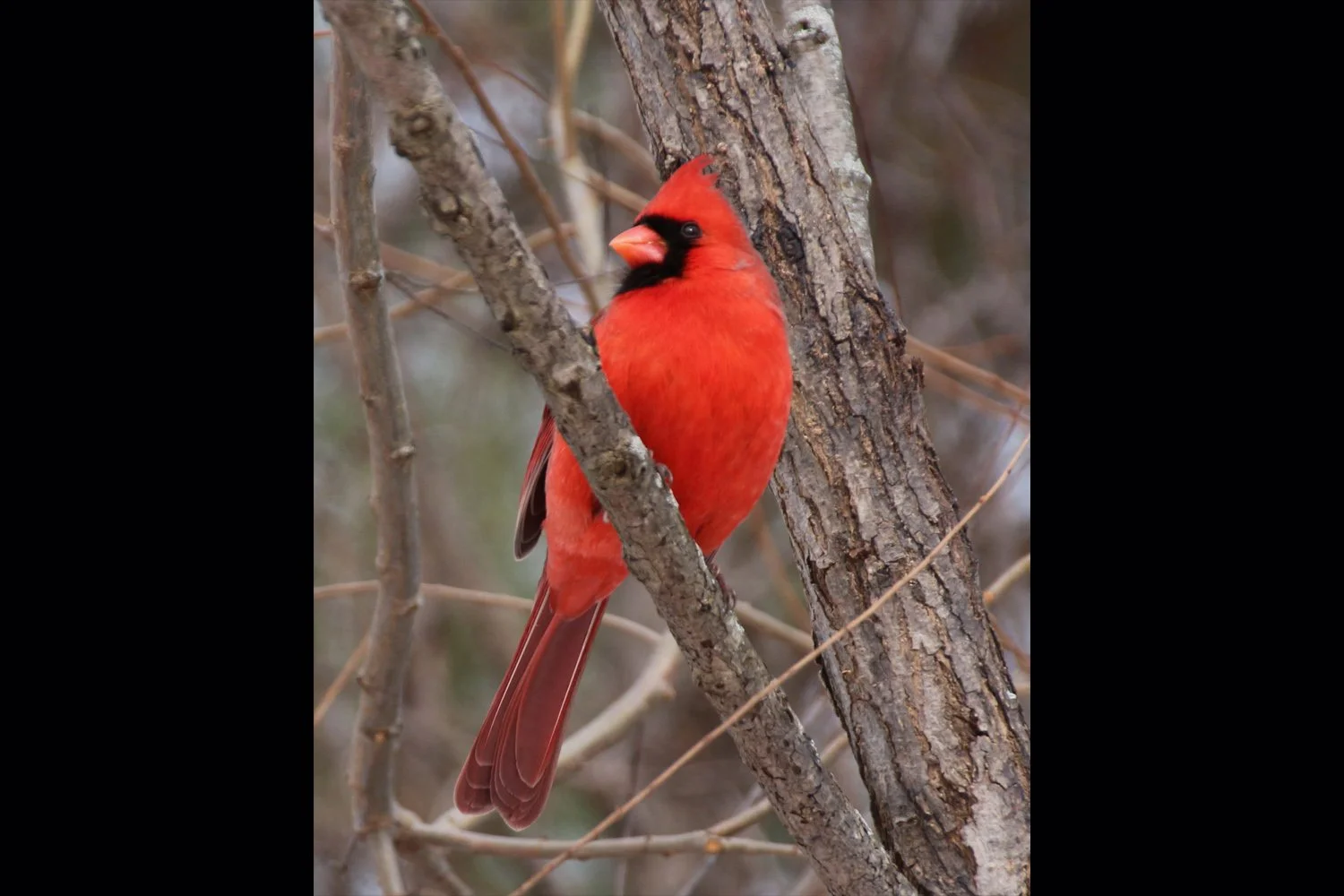 cardinal-profile-2x3.jpg