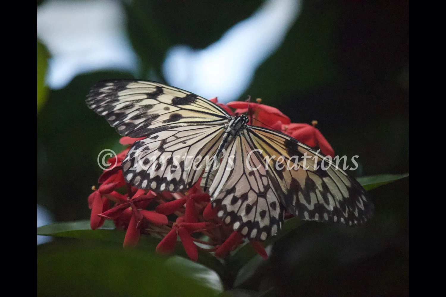 rice-paper-butterfly-2x3.jpg