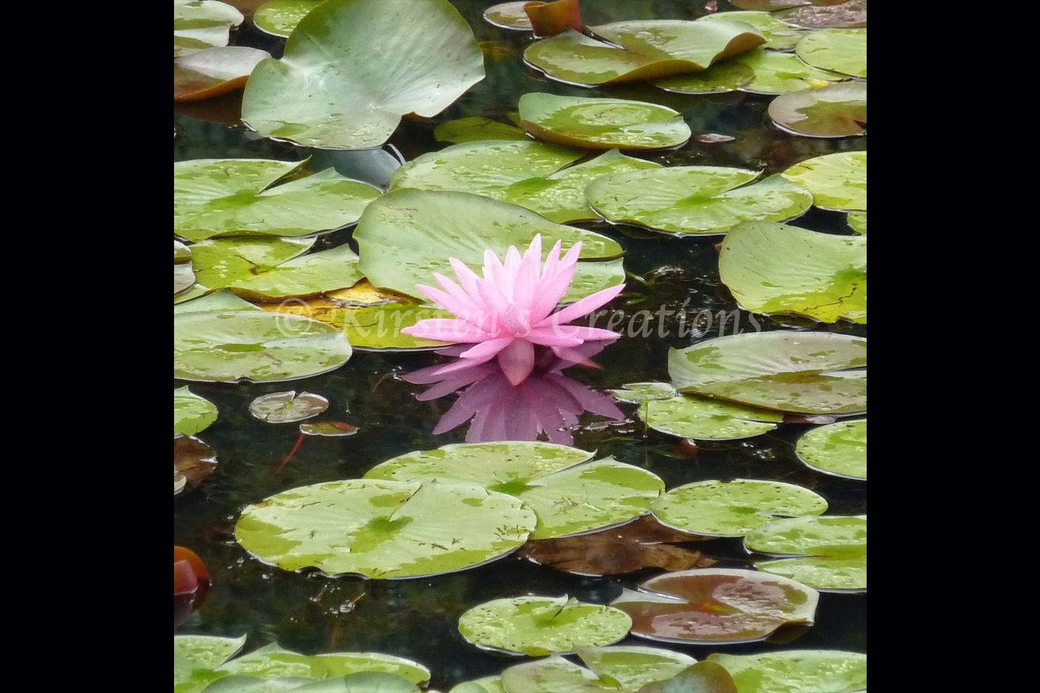 lily-pond-2x3.jpg