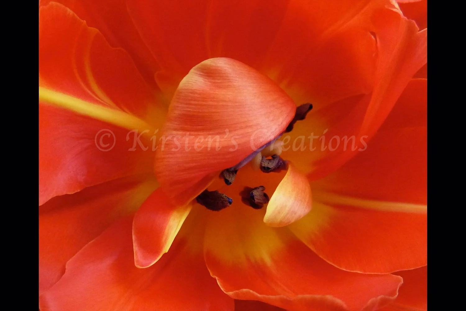 heart-of-the-tulip-2x3.jpg