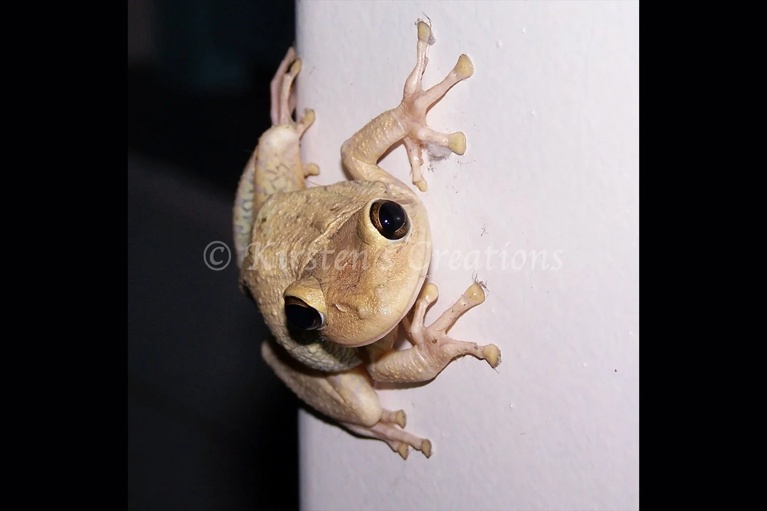 tree-frog-2x3.jpg