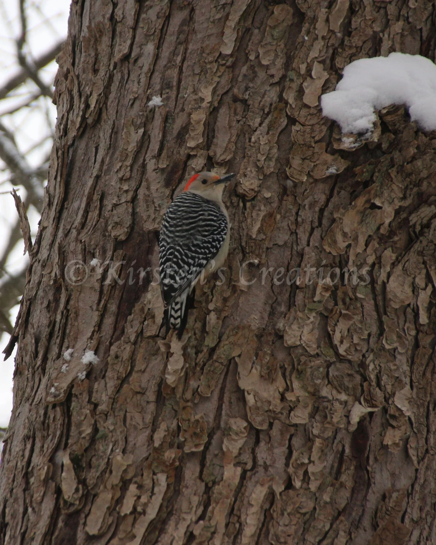 red-bellied-woodpecker.jpg