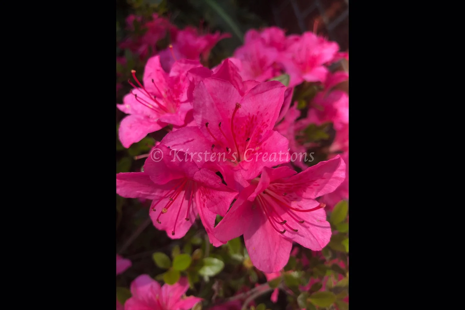 pink-azalea-2x3.jpg